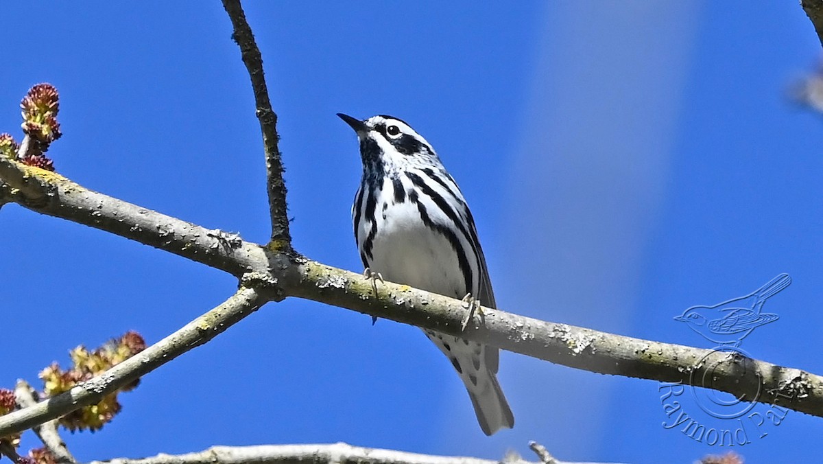 Black-and-white Warbler - ML618624028