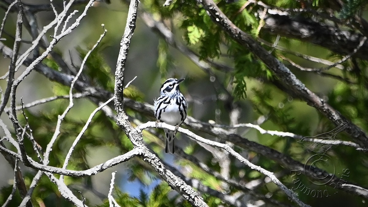 Black-and-white Warbler - ML618624039