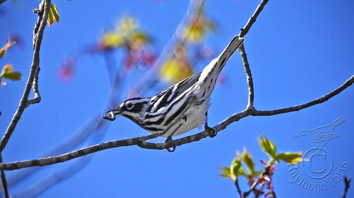 Black-and-white Warbler - ML618624046