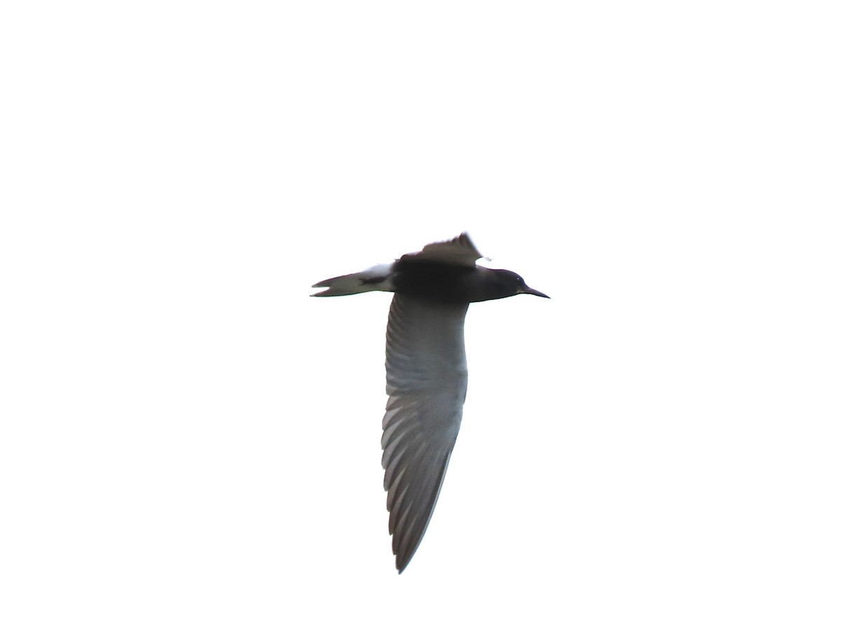 Black Tern - ML618624057