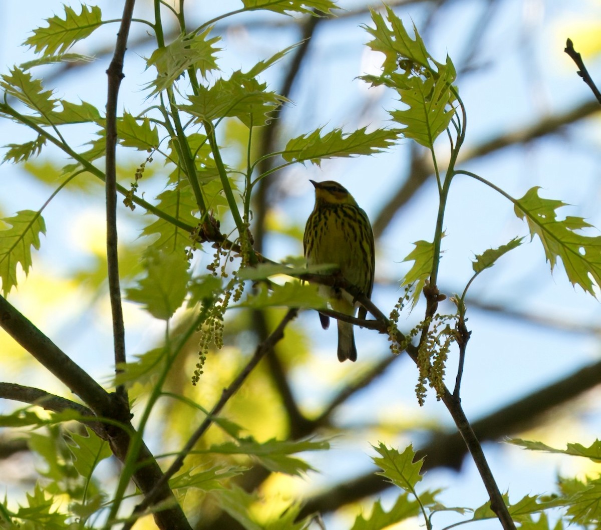 Cape May Warbler - ML618624087