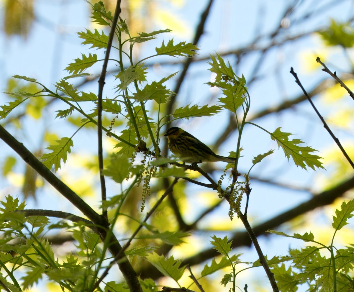 Cape May Warbler - ML618624089