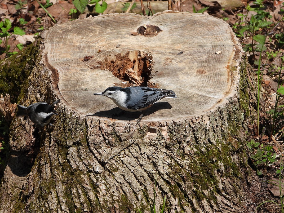 White-breasted Nuthatch - ML618624104