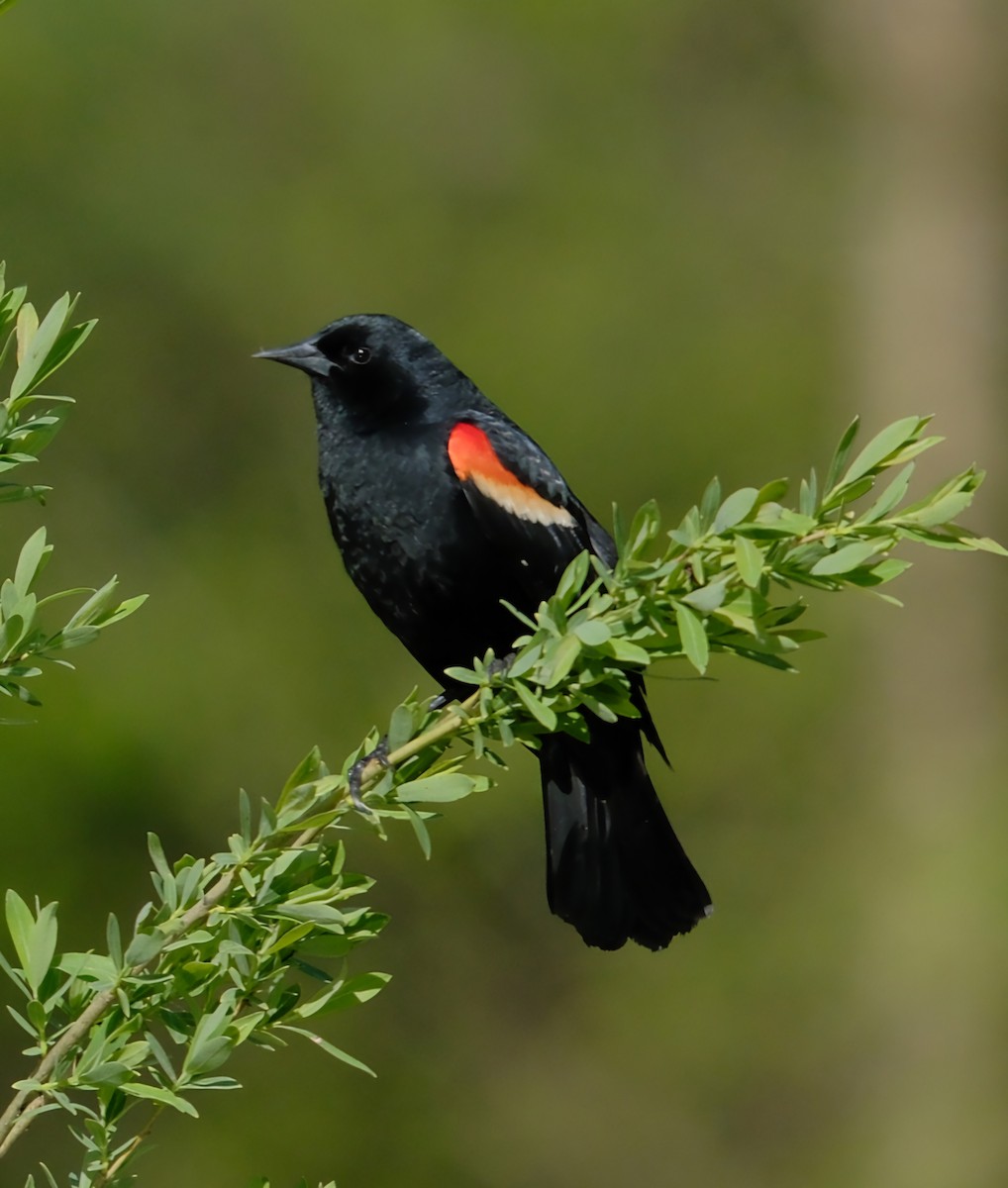 Red-winged Blackbird - ML618624112