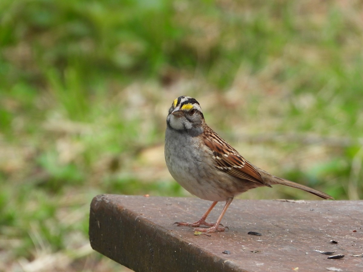 White-throated Sparrow - ML618624133