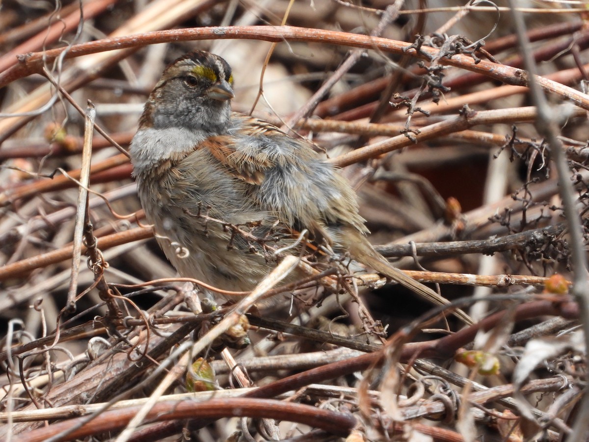 White-throated Sparrow - ML618624134