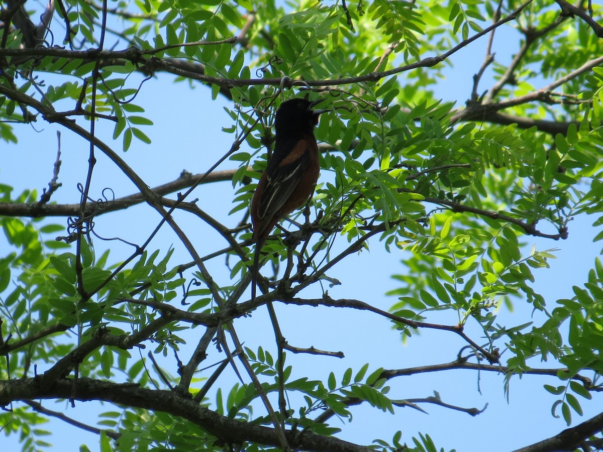 Orchard Oriole - ML618624144
