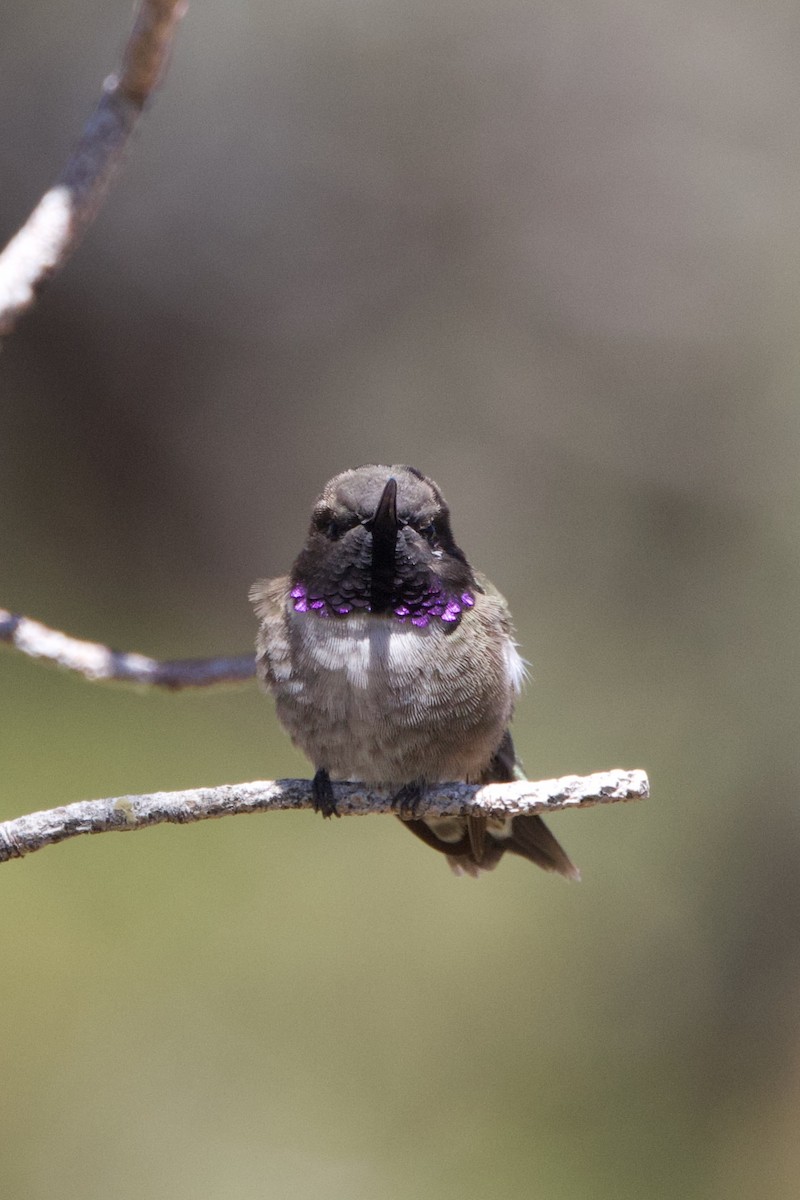 Black-chinned Hummingbird - ML618624174