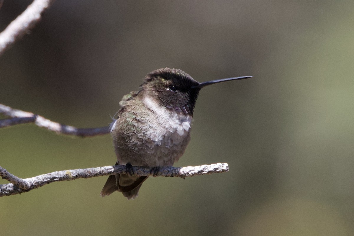 Black-chinned Hummingbird - ML618624175