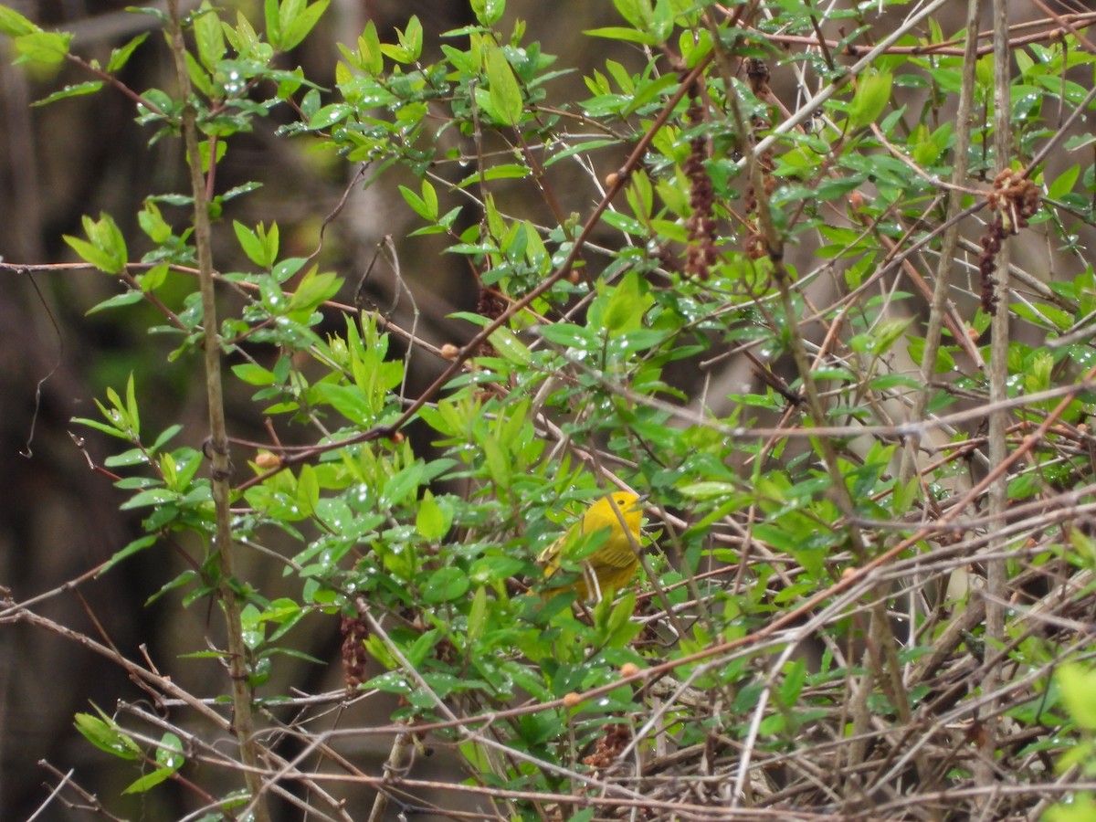 Yellow Warbler - ML618624231