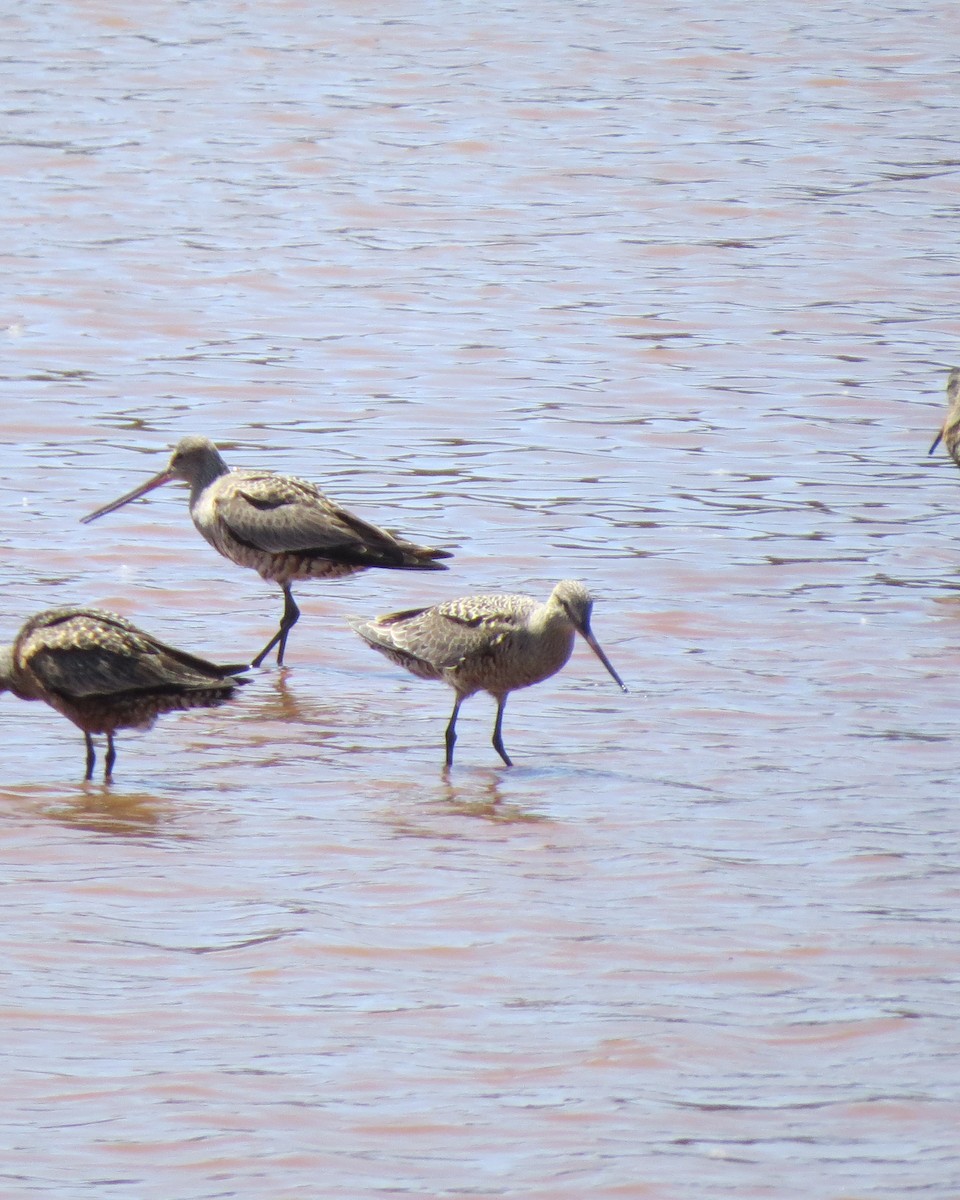 Marbled Godwit - Rod Lusey