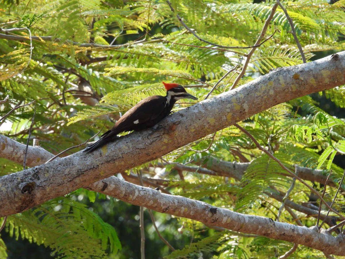 Pileated Woodpecker - ML618624292