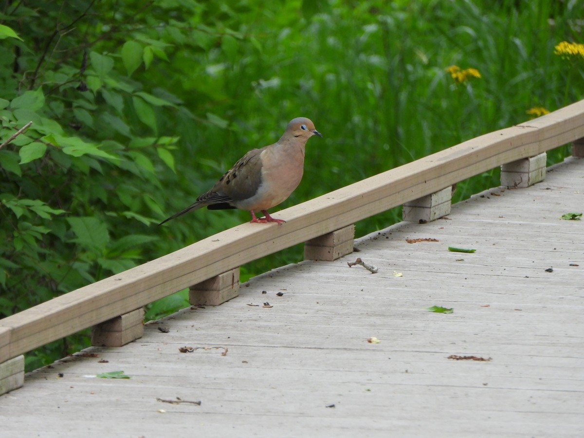 Mourning Dove - Rick Luehrs