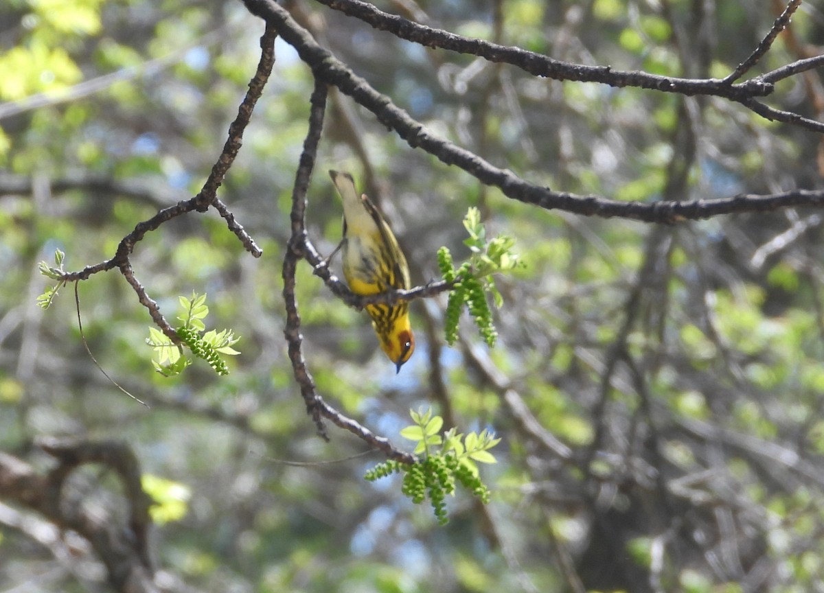 Cape May Warbler - ML618624316