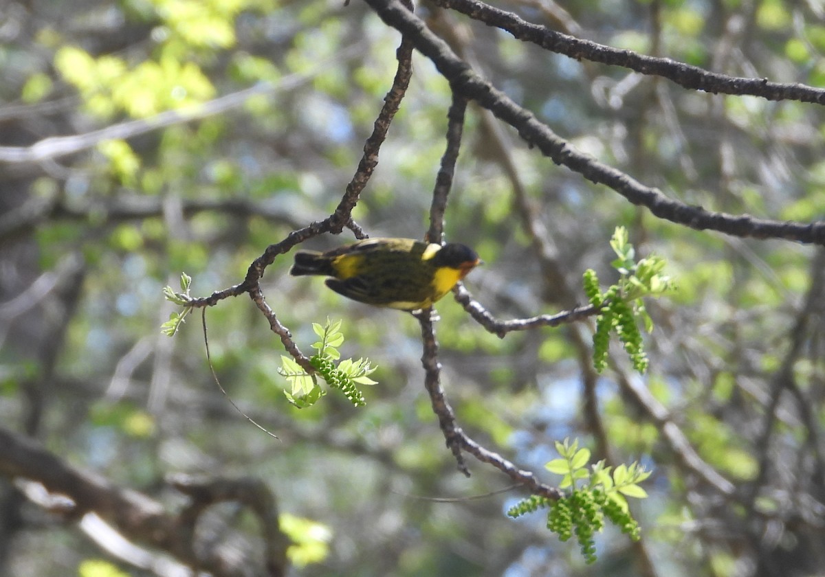 Cape May Warbler - ML618624317