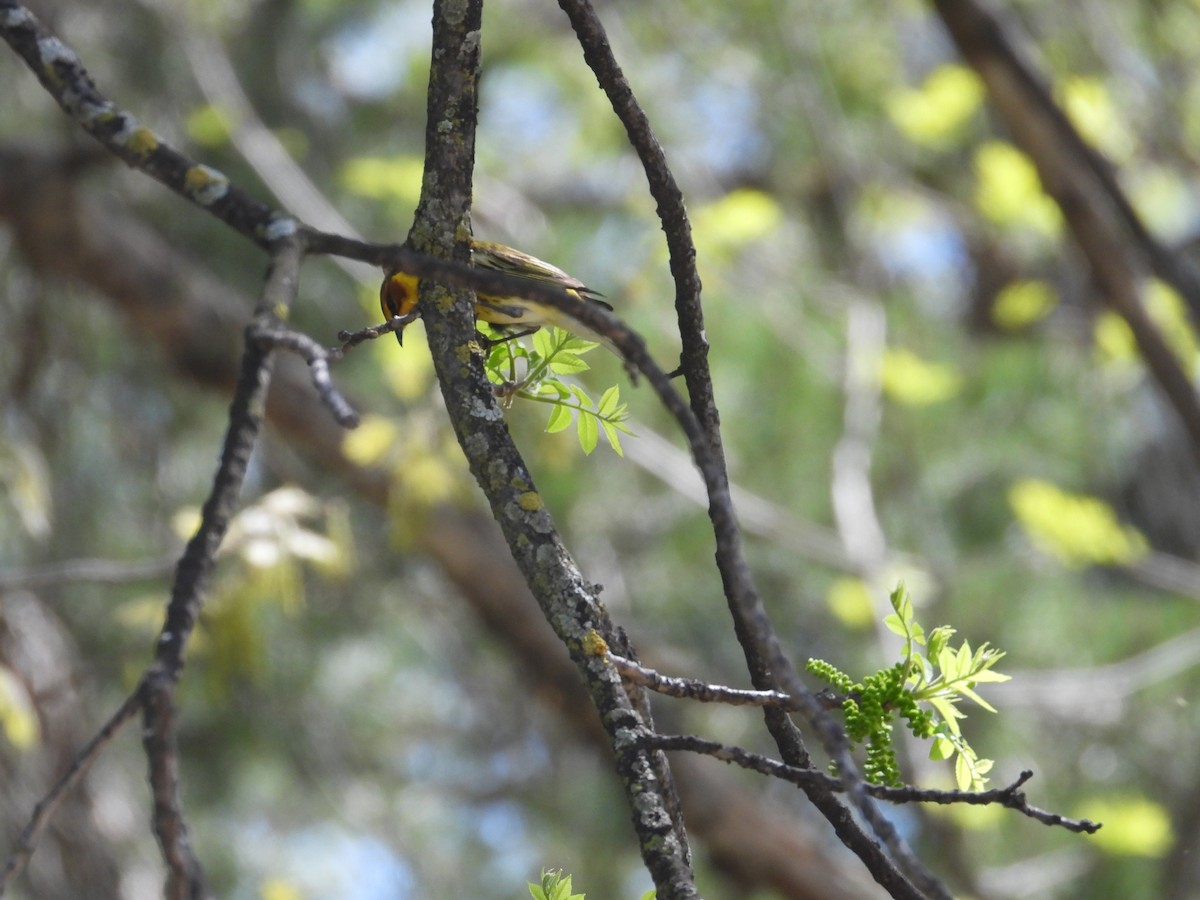 Cape May Warbler - ML618624318