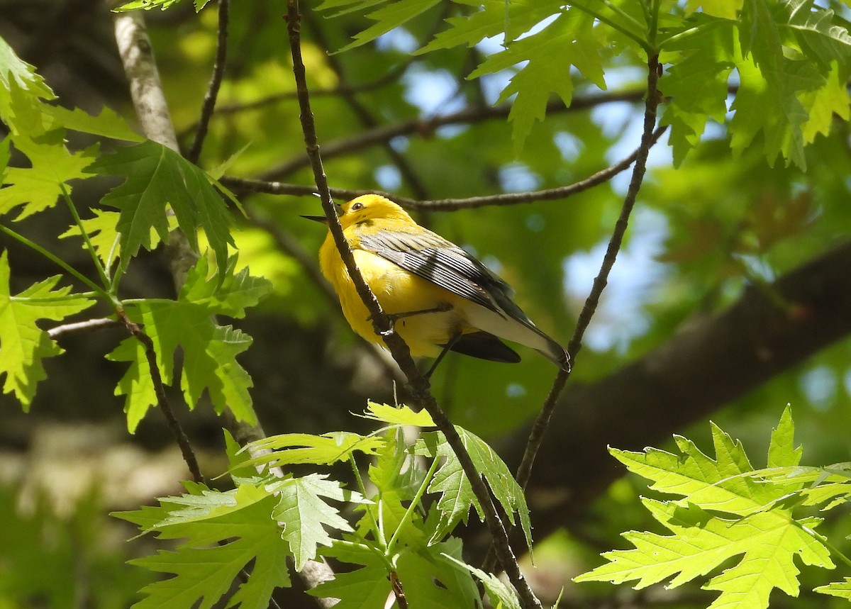 Prothonotary Warbler - ML618624331