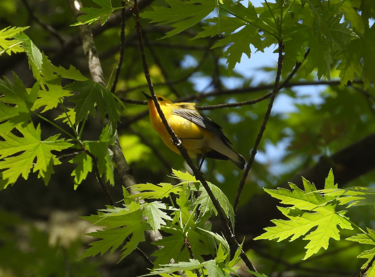 Prothonotary Warbler - ML618624332