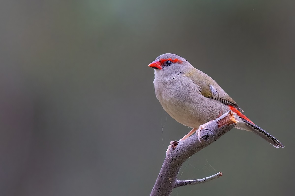 Red-browed Firetail - ML618624344