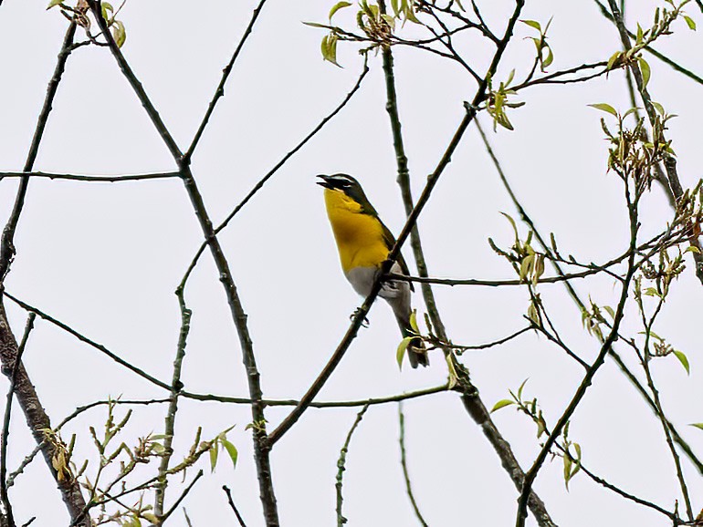 Yellow-breasted Chat - ML618624364