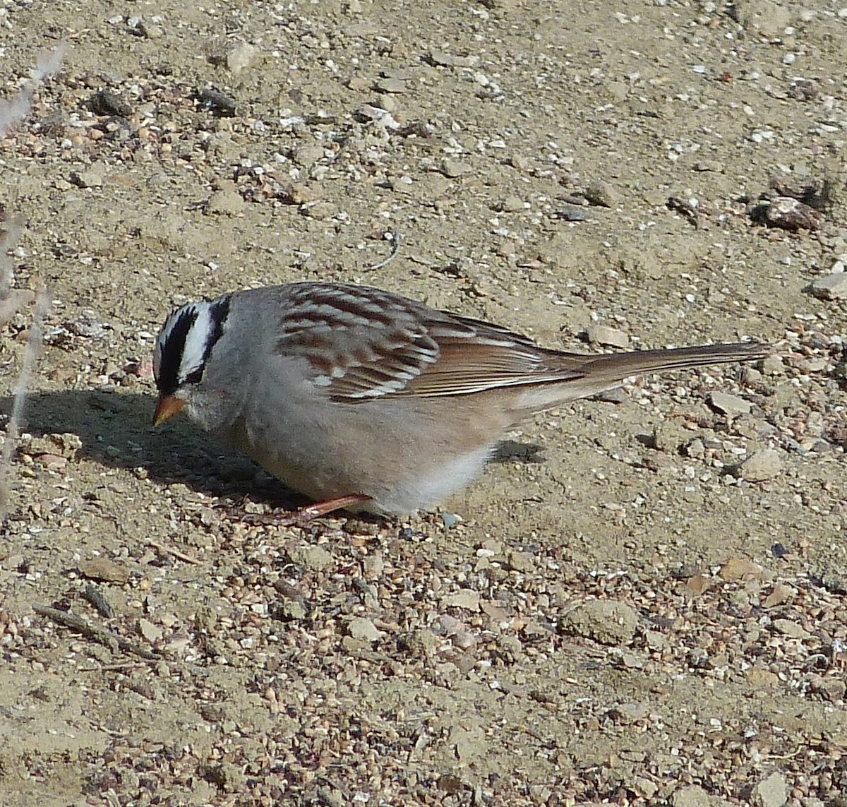 White-crowned Sparrow - Kenneth Stinchcomb