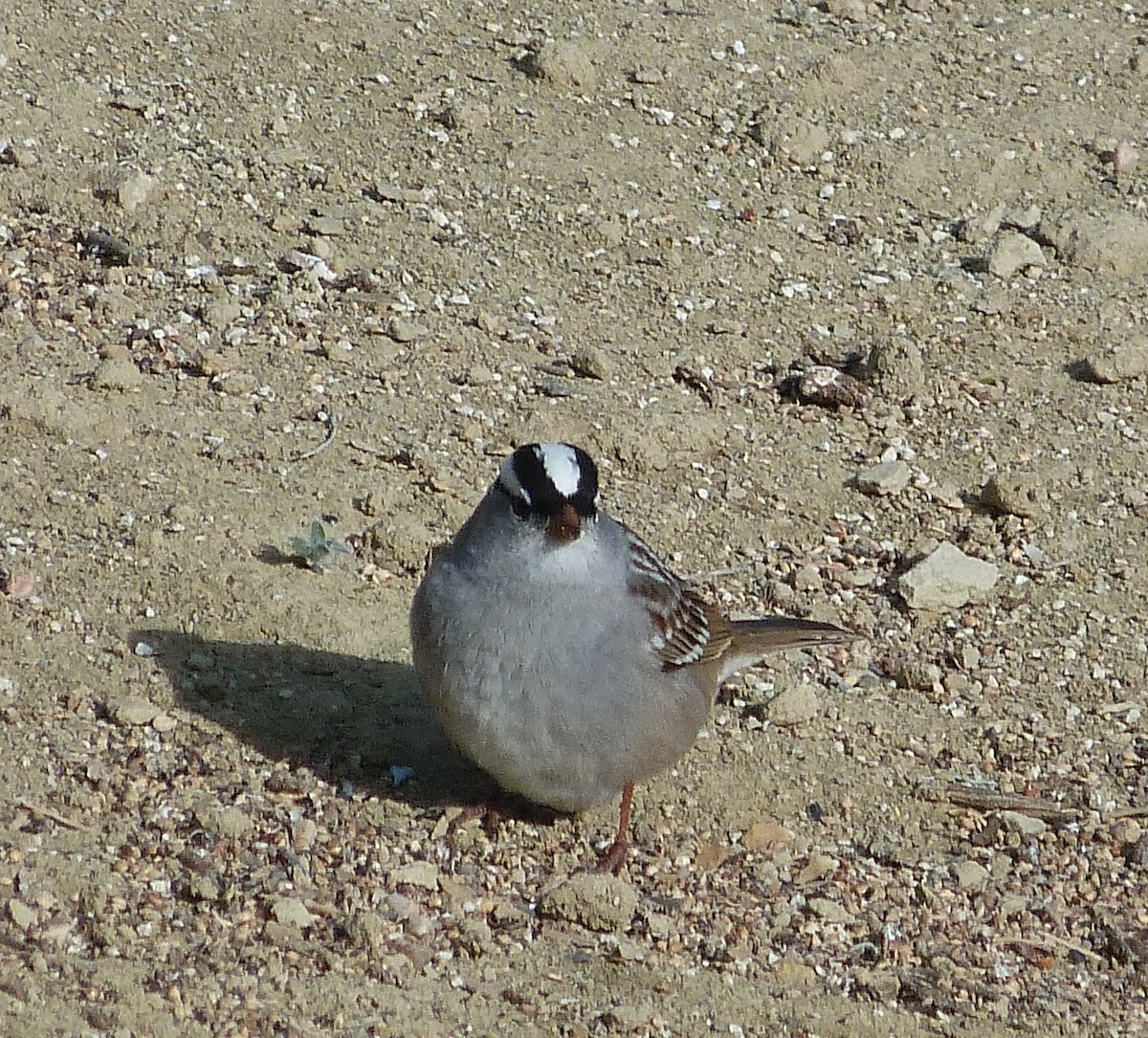 White-crowned Sparrow - ML618624400