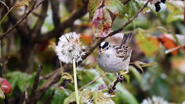 White-crowned Sparrow (pugetensis) - ML618624408