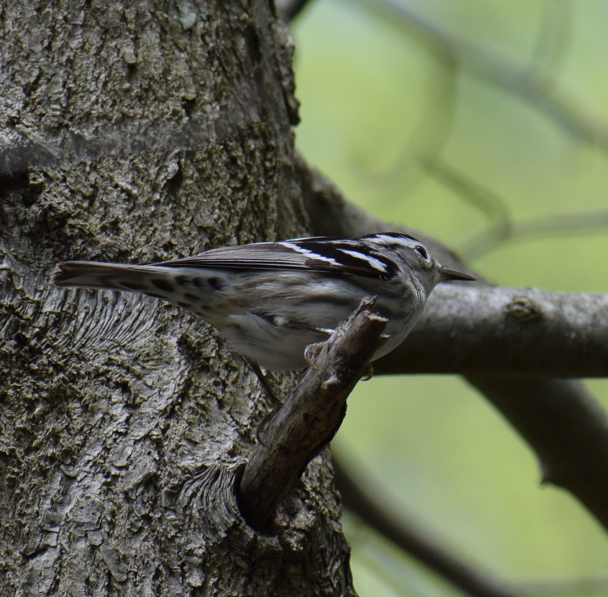 Black-and-white Warbler - Neal Fitzsimmons