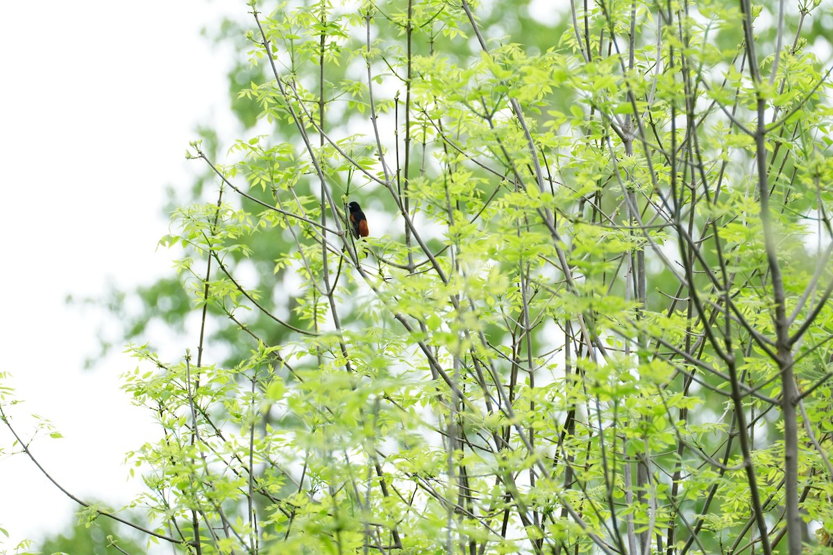 Orchard Oriole - ML618624447