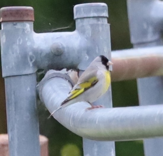 Lawrence's Goldfinch - ML618624453