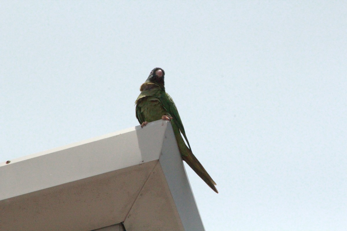 Blue-crowned Parakeet - ML618624485