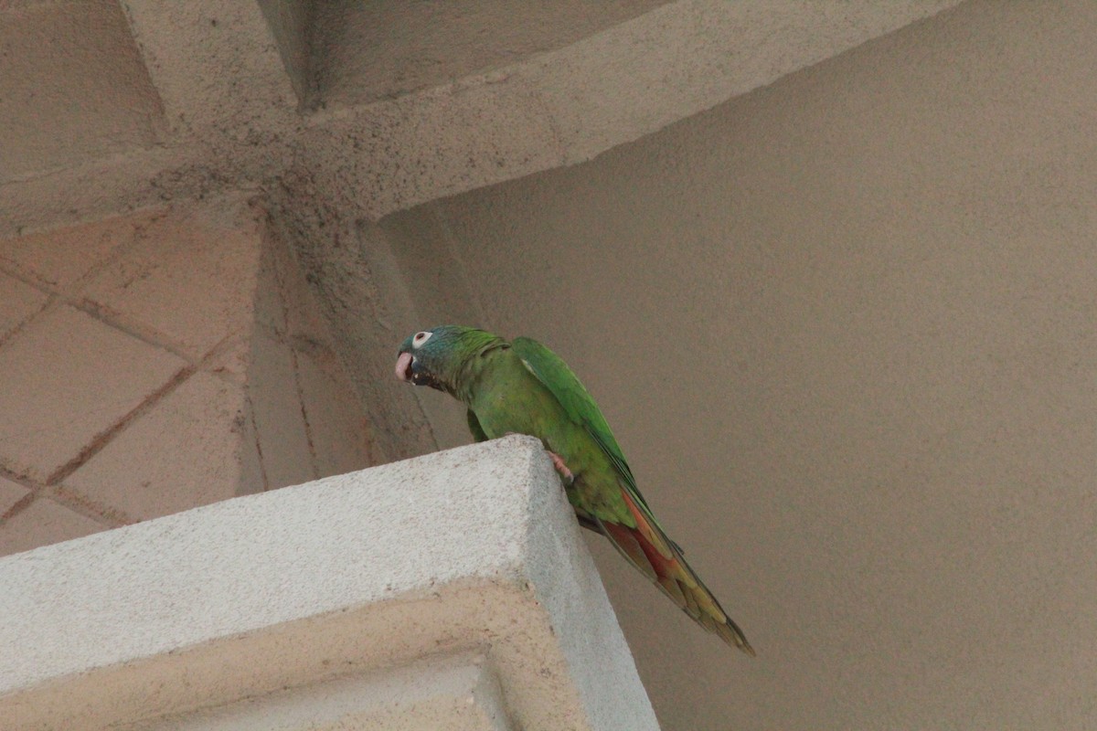 Blue-crowned Parakeet - ML618624490