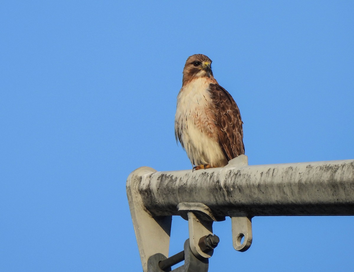 Red-tailed Hawk - ML618624498