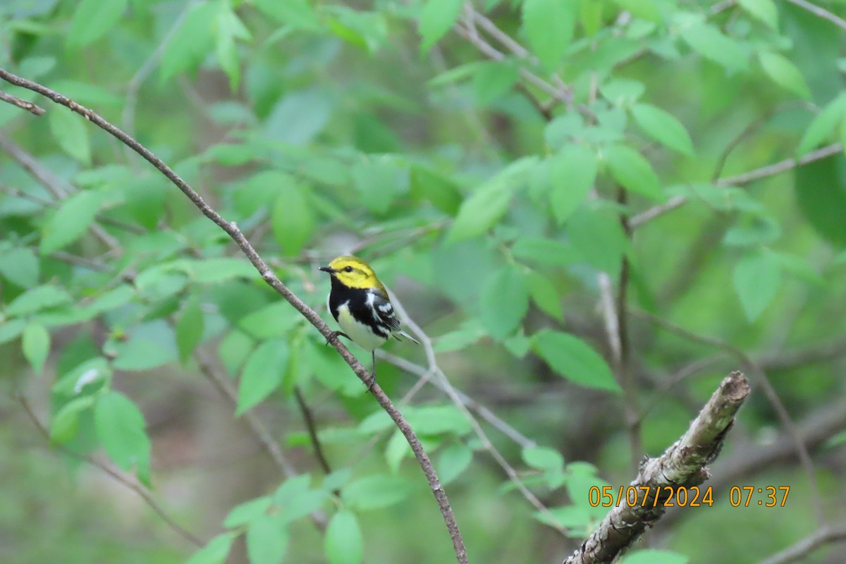 Black-throated Green Warbler - ML618624501