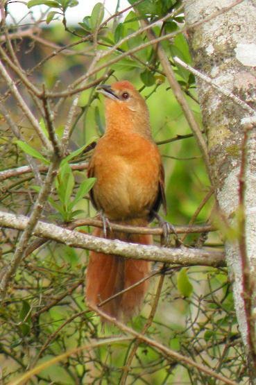 Orange-breasted Thornbird - ML618624508