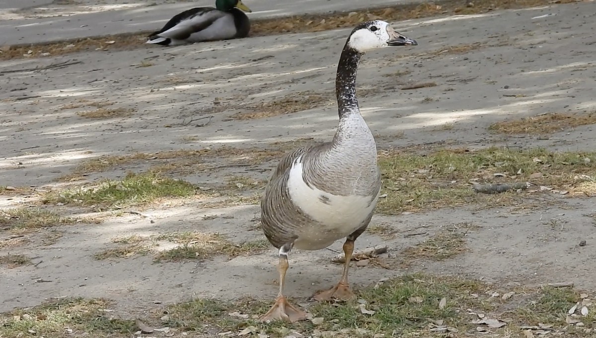 Domestic goose sp. x Canada Goose (hybrid) - ML618624582