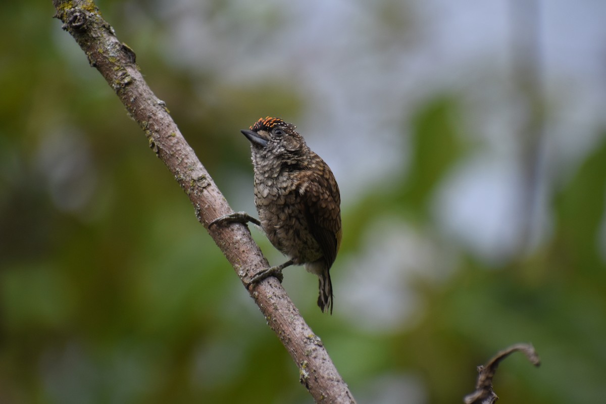 Scaled Piculet - ML618624621