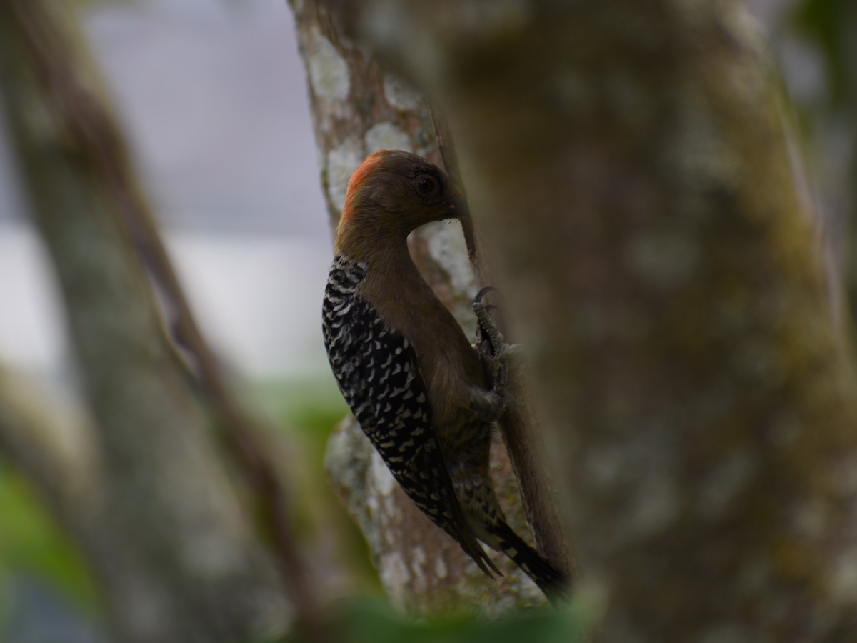 Red-crowned Woodpecker - Daniel Flores