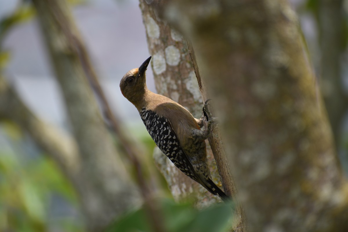 Red-crowned Woodpecker - ML618624637