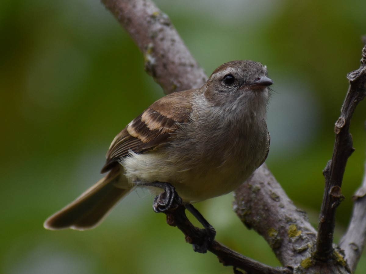 Northern Mouse-colored Tyrannulet - ML618624648