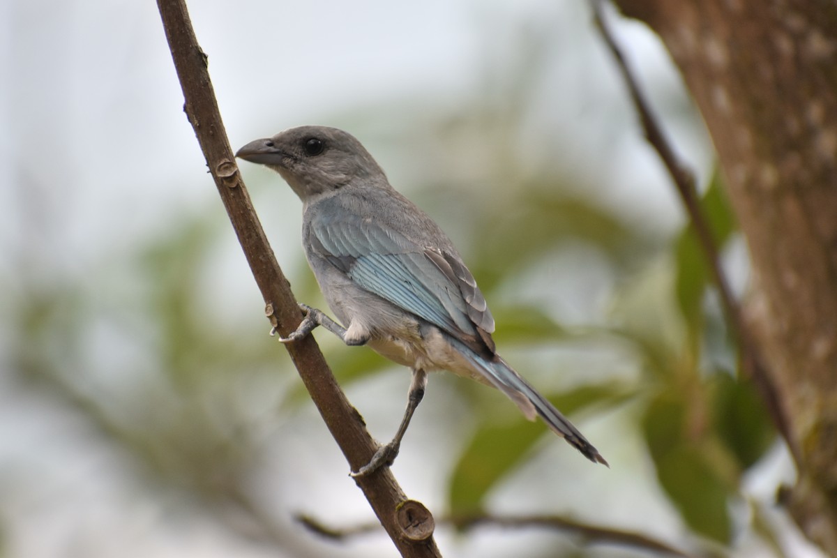 Glaucous Tanager - ML618624667