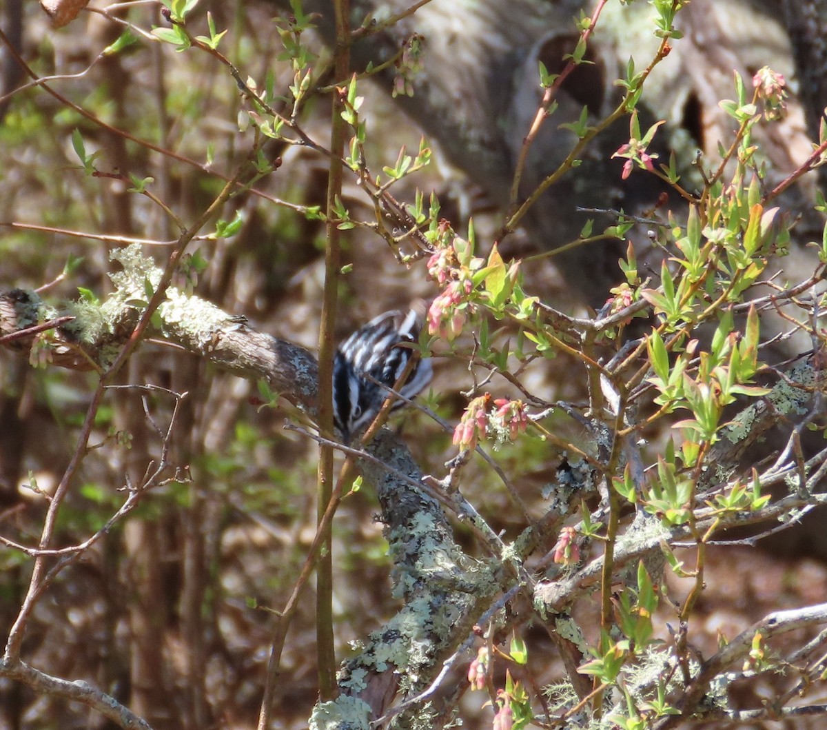 Black-and-white Warbler - ML618624670