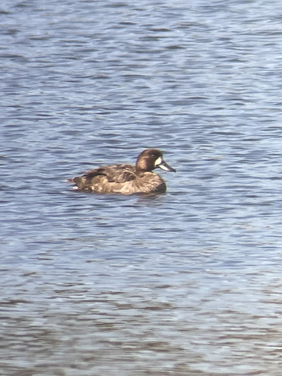 Greater Scaup - ML618624672
