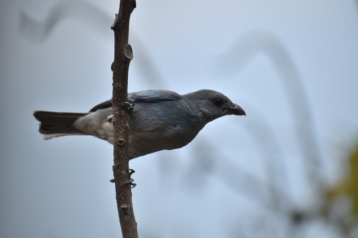Glaucous Tanager - ML618624674