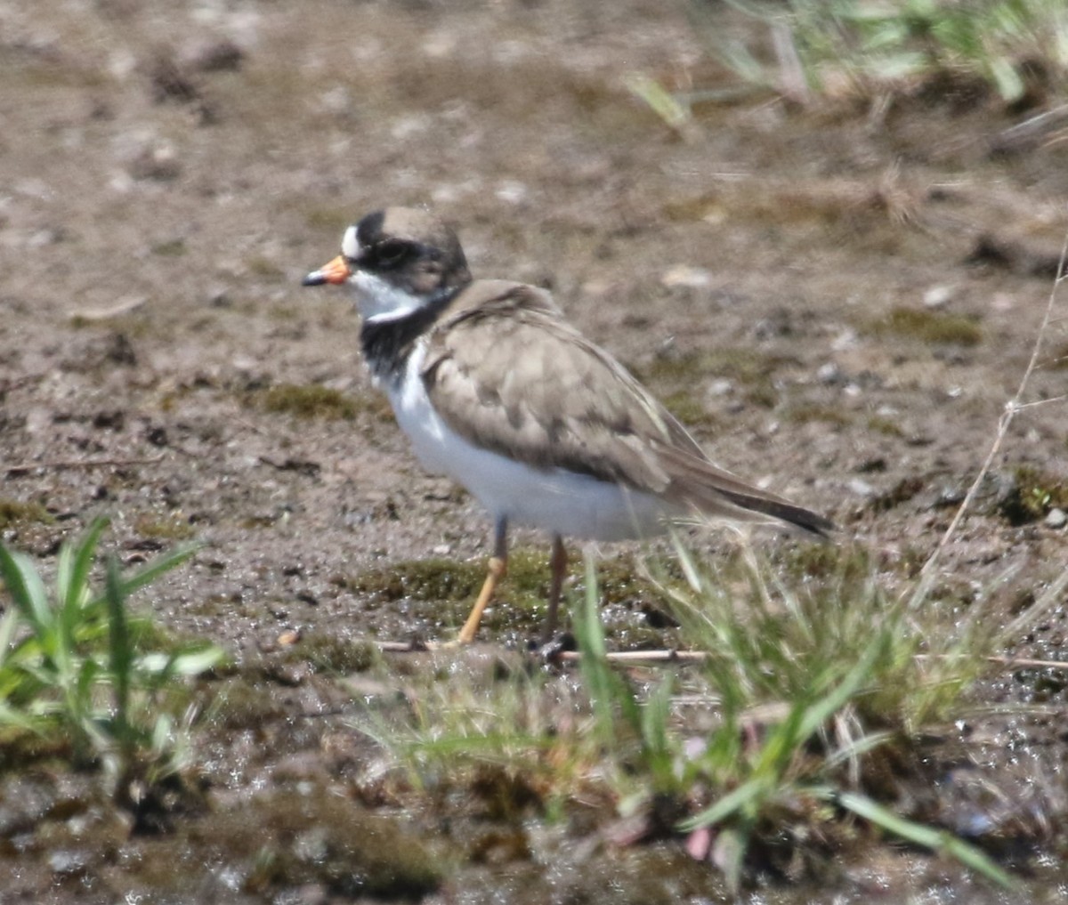 Semipalmated Plover - ML618624680