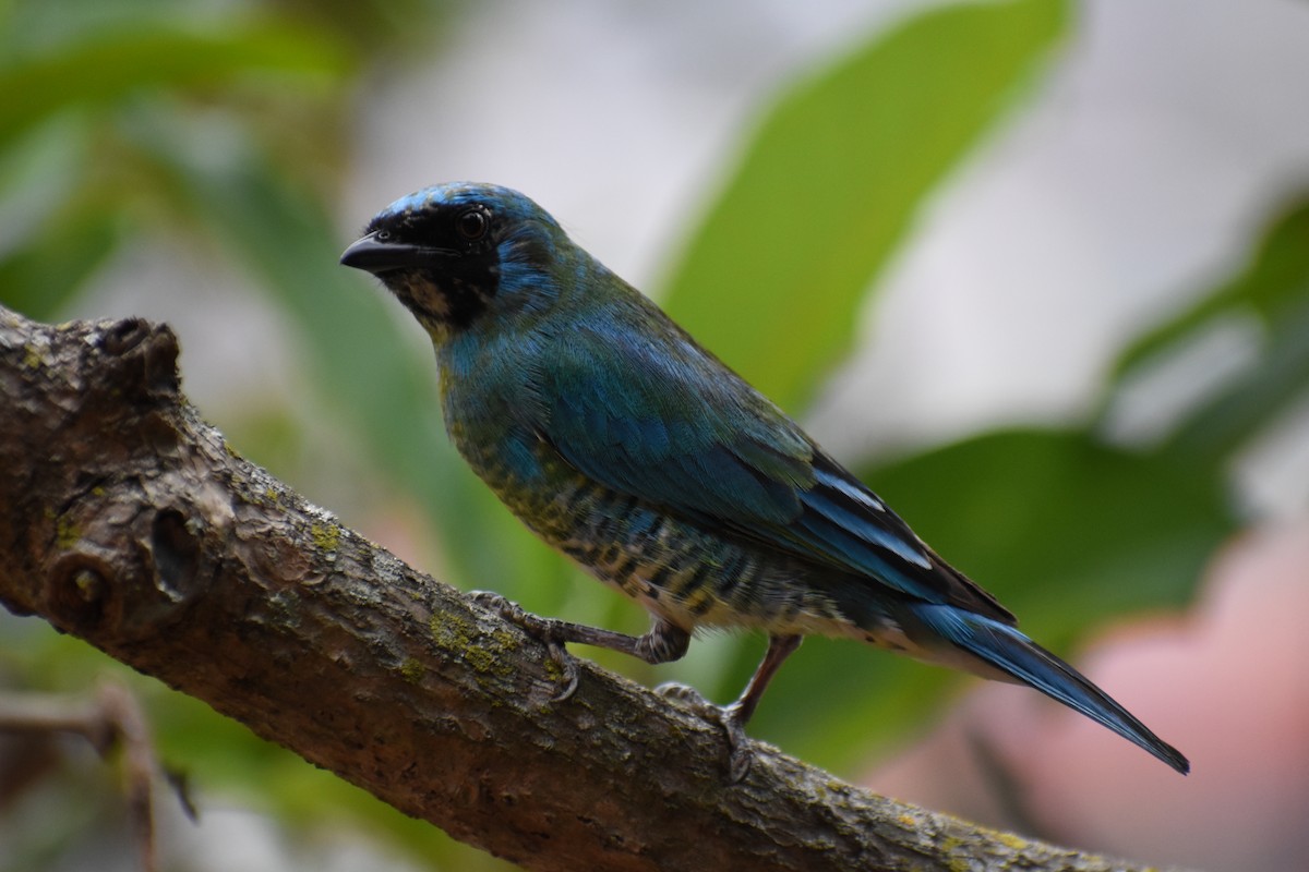 Swallow Tanager - ML618624684