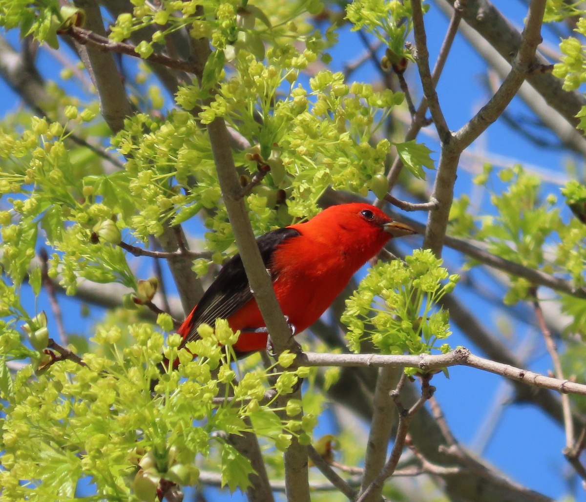 Scarlet Tanager - ML618624686