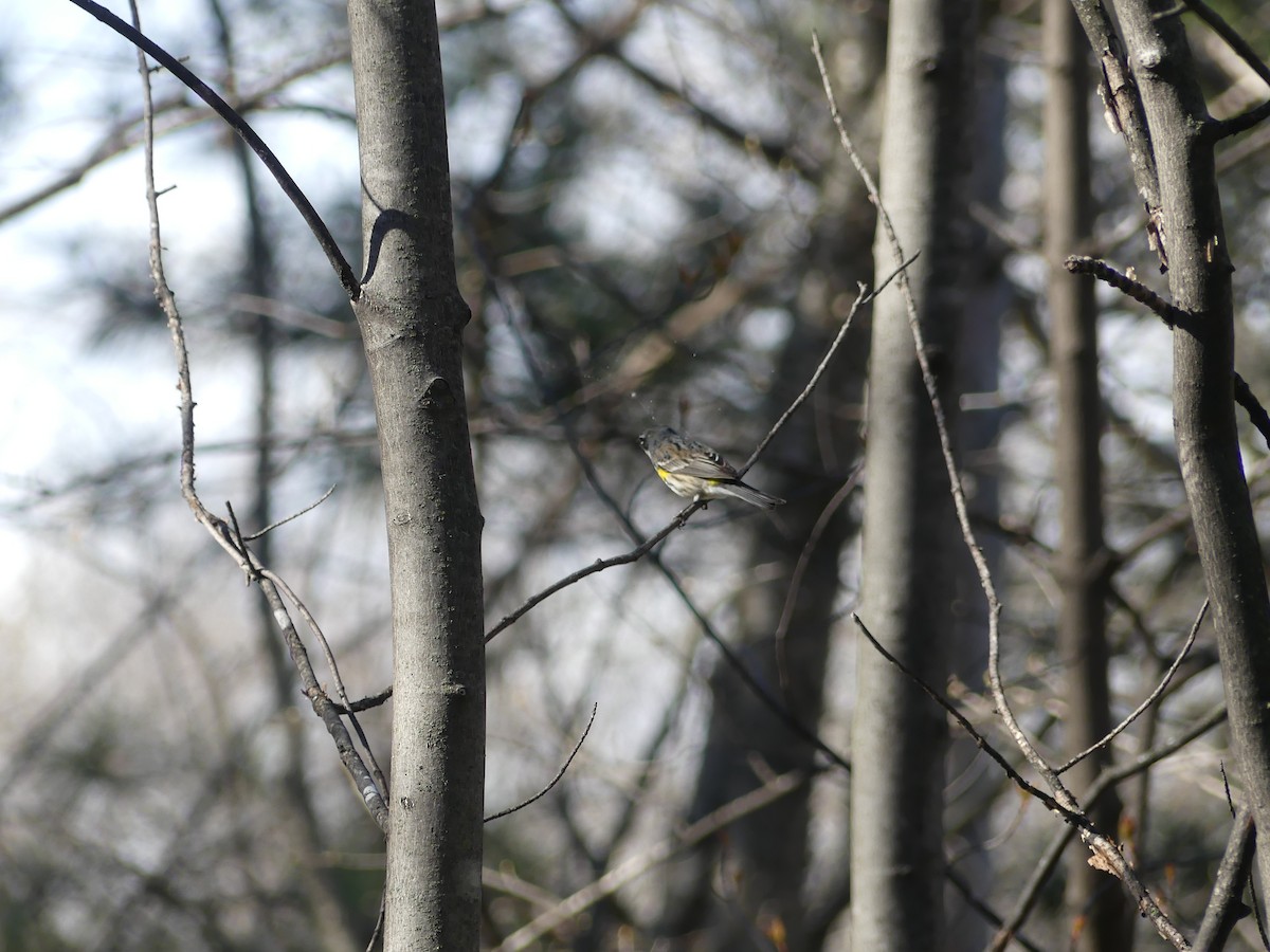 Yellow-rumped Warbler - Claude Simard