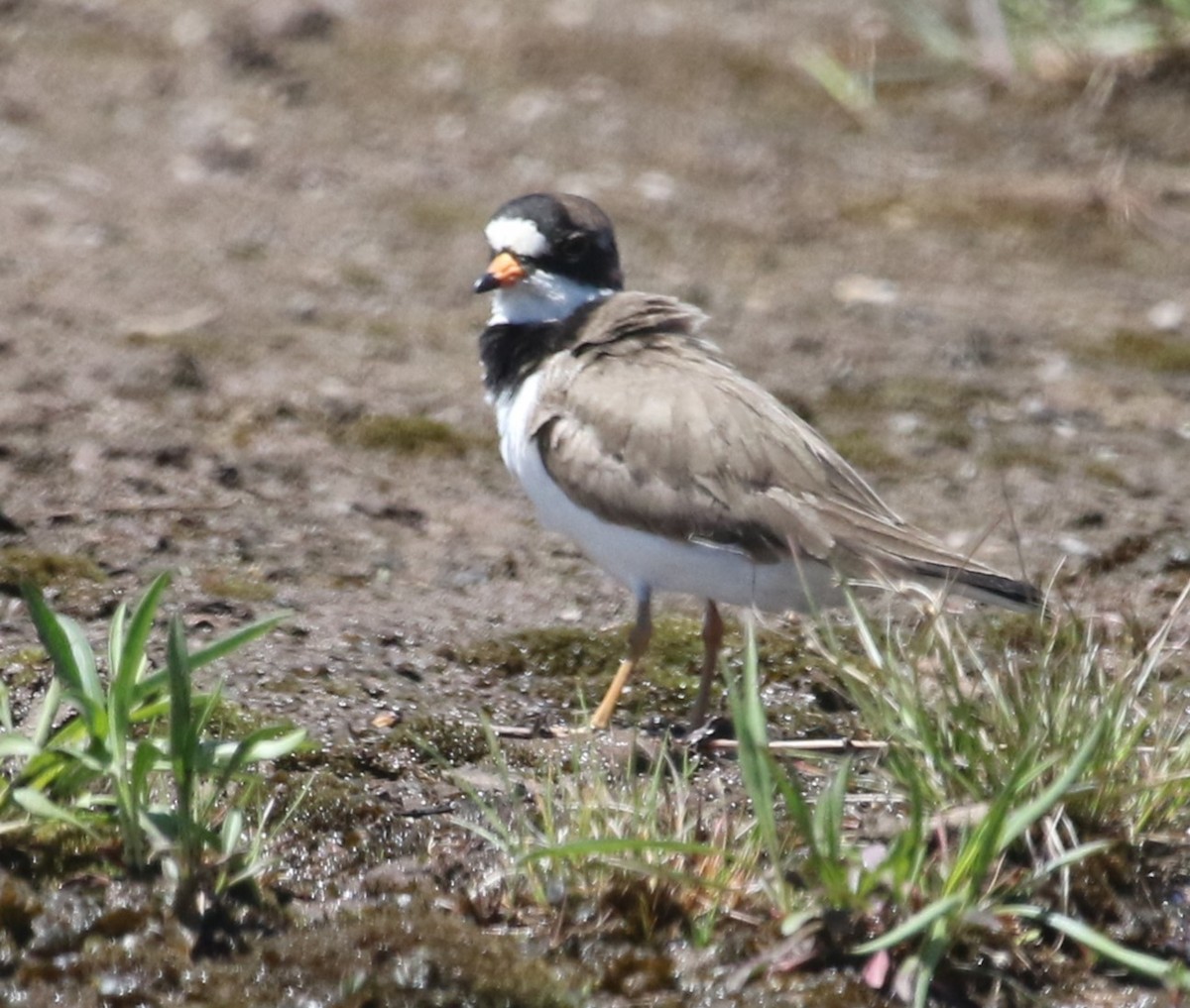 Semipalmated Plover - ML618624719