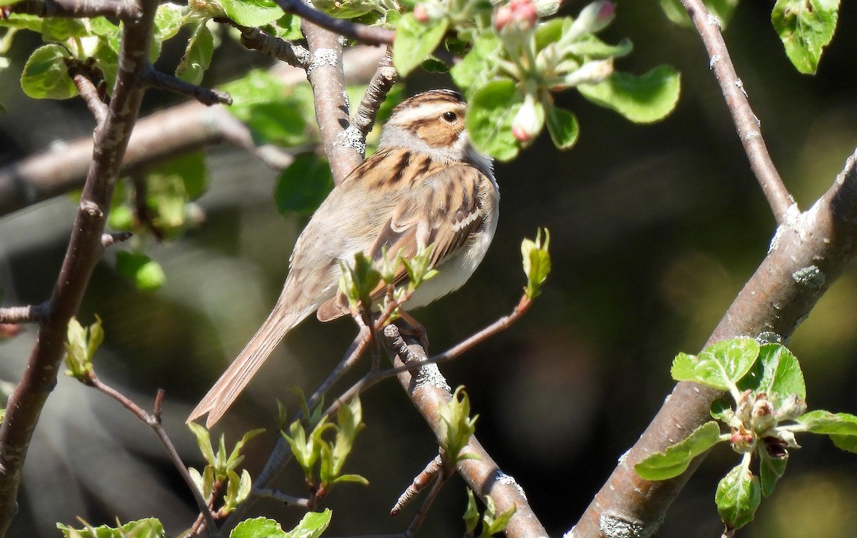 Clay-colored Sparrow - ML618624748